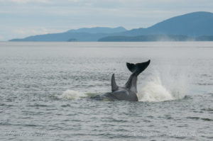 T65A spinning her tail around for a 3rd time to smack the harbor seal