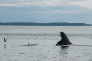 Syphop whale watching sailing San Juan Islands