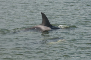 Calf about to surface next to mom, T65A