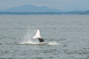 whale watching sailing San Juan Islands with Transient Orcas tail slap