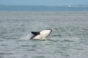 whale watching sailing San Juan Islands with Transient Orcas