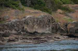 San Juan Islands Sailing charters Honeycomb sandstone of Patos Island