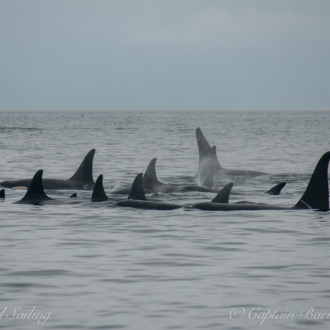 L pod rests while T65Bs and T36As hunt porpoise
