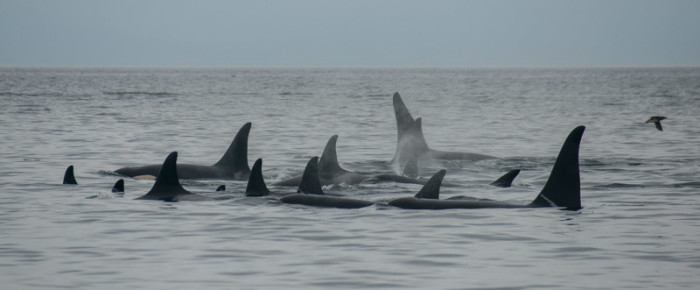 L pod rests while T65Bs and T36As hunt porpoise L pod rests while T65Bs and T36As hunt porpoise
