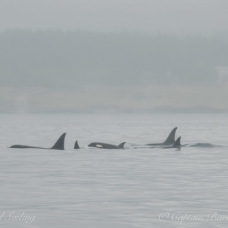 T65A’s and T73A’s in the fog