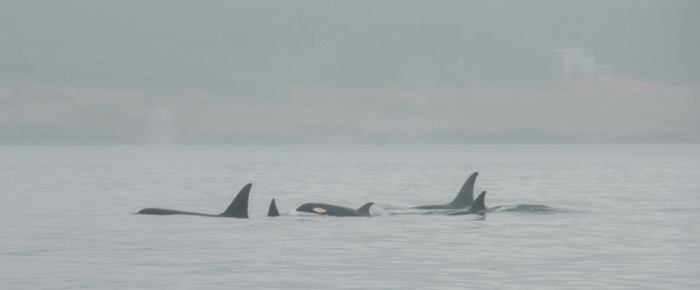 T65A’s and T73A’s in the fog T65A’s and T73A’s in the fog