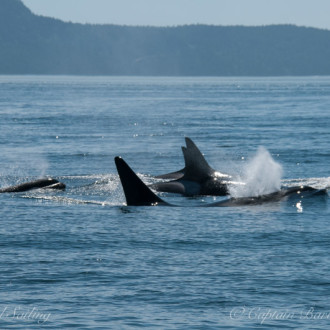 Meeting T75Bs and T77s in Rosario Strait