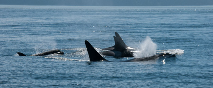Meeting T75Bs and T77s in Rosario Strait