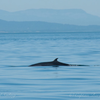 Minke Whales near Hein Bank