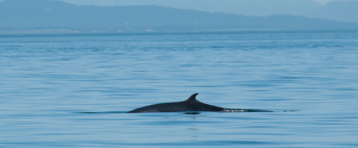 Minke Whales near Hein Bank