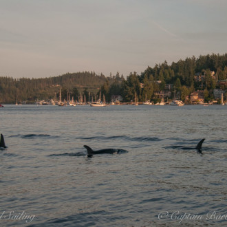 T49As engage with a Harbor Seal inside FRIDAY HARBOR