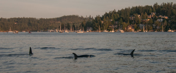 T49As engage with a Harbor Seal inside FRIDAY HARBOR