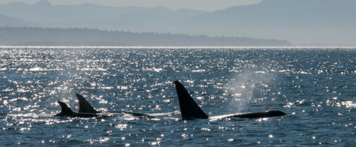 Circumnavigating Stuart Island and a visit with T49As