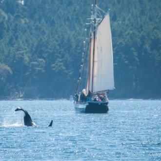 Transients feeding in Griffin Bay