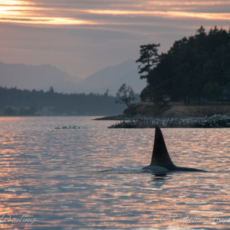 Orcas at sunset with a rising moon