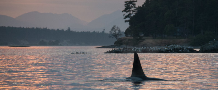 Orcas at sunset with a rising moon