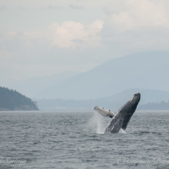 Humpback whale at Peapod Rocks