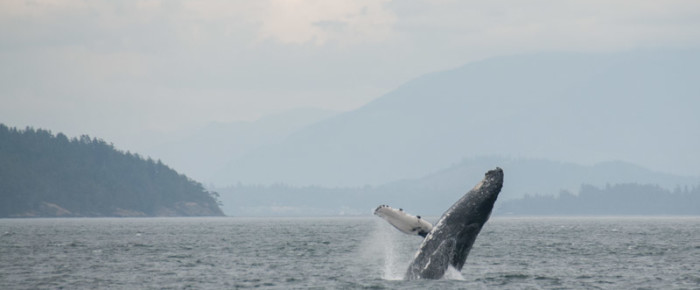 Humpback whale at Peapod Rocks