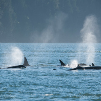 J pod, L87 and a harbor porpoise