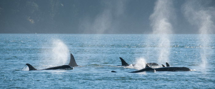 J pod, L87 and a harbor porpoise J pod, L87 and a harbor porpoise