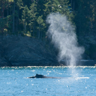 Sailing with a humpback whale