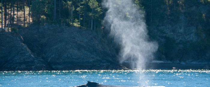 Sailing with a humpback whale