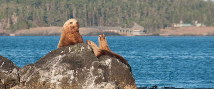 Transients in Rosario Strait