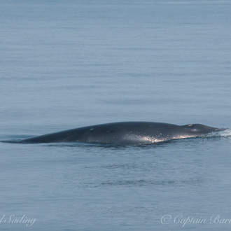 A visit with a minke before circling Lopez Island