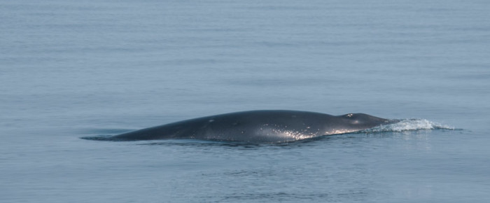 A visit with a minke before circling Lopez Island