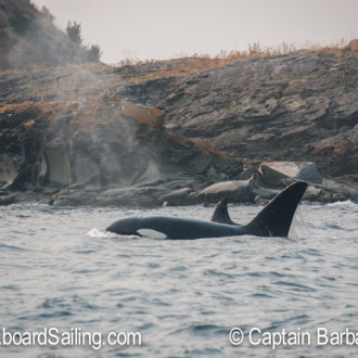 Biggs/Transient orcas T18/T19’s visit Roche Harbor via Mosquito Pass