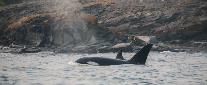 Biggs/Transient orcas T18/T19’s visit Roche Harbor via Mosquito Pass