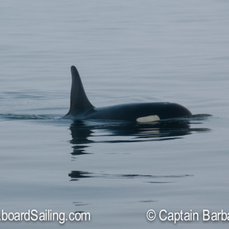 Sailing with L pod from Cattle Pass to Iceberg Pt