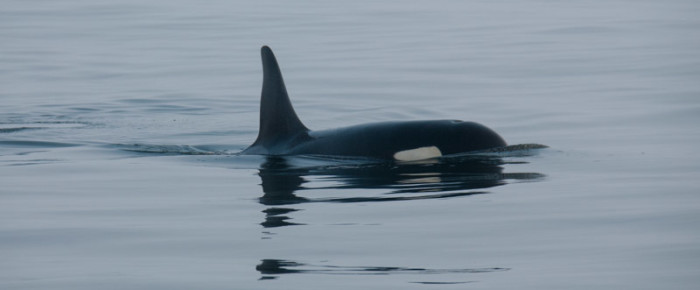 Sailing with L pod from Cattle Pass to Iceberg Pt Sailing with L pod from Cattle Pass to Iceberg Pt