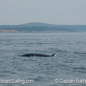 Calling minke whales with a kelp horn