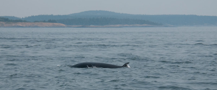 Calling minke whales with a kelp horn