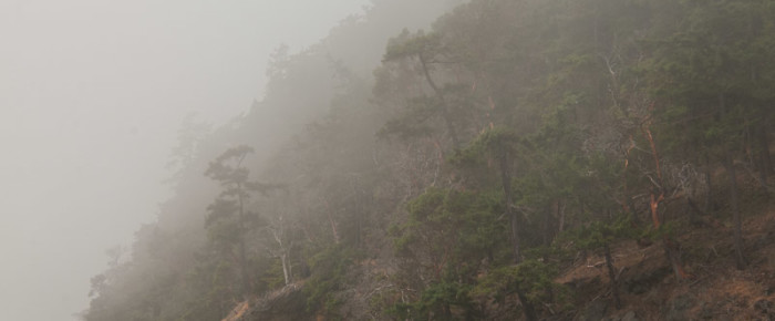 A magical mystical morning in the fog