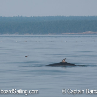Another minke whale encounter