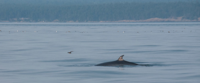 Another minke whale encounter Another minke whale encounter