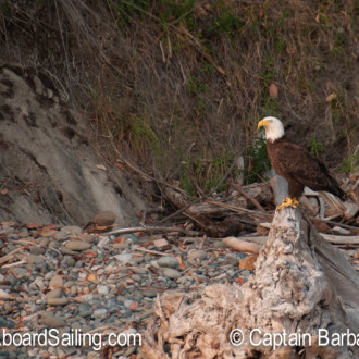 A full day full of eagles