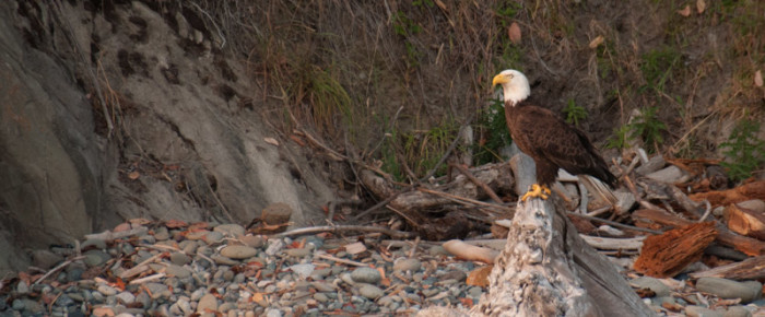 A full day full of eagles