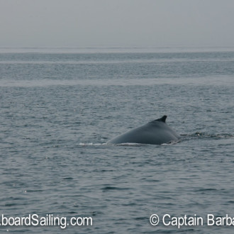 A half day sail to Colville Island to see a humpback whale