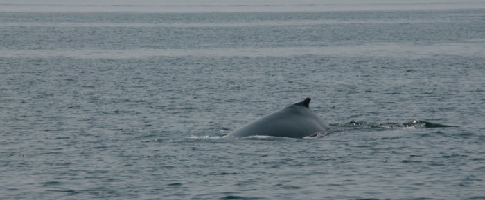 A half day sail to Colville Island to see a humpback whale