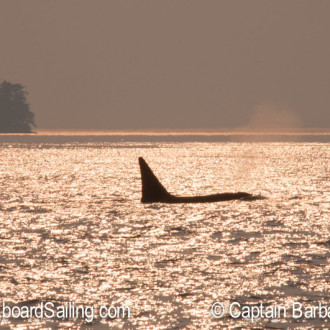 Transient killer whales T18’s stopping near Roche Harbor again