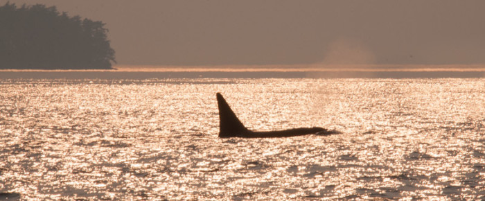 Transient killer whales T18’s stopping near Roche Harbor again