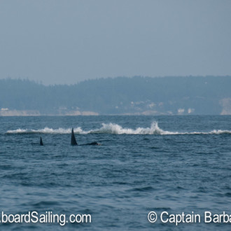 Triple header – minke, humpback and orcas