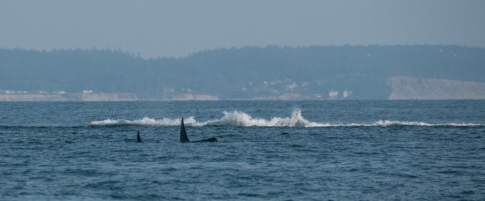 Triple header – minke, humpback and orcas