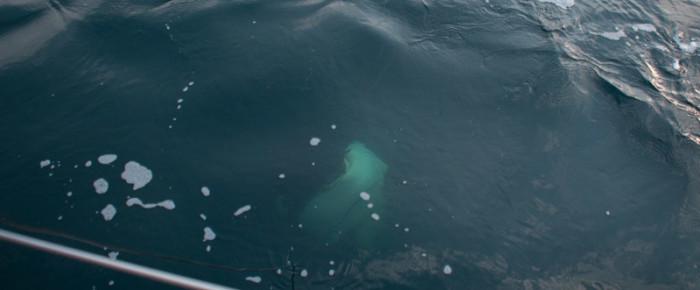 The transient orcas T65As are back