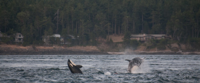 Double header – Humpback and orcas visit Friday Harbor