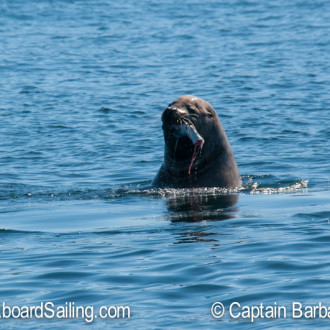 Circumnavigating Spieden and Stuart Islands