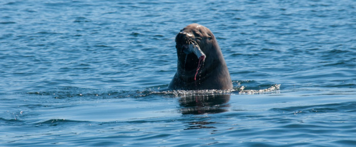 Circumnavigating Spieden and Stuart Islands
